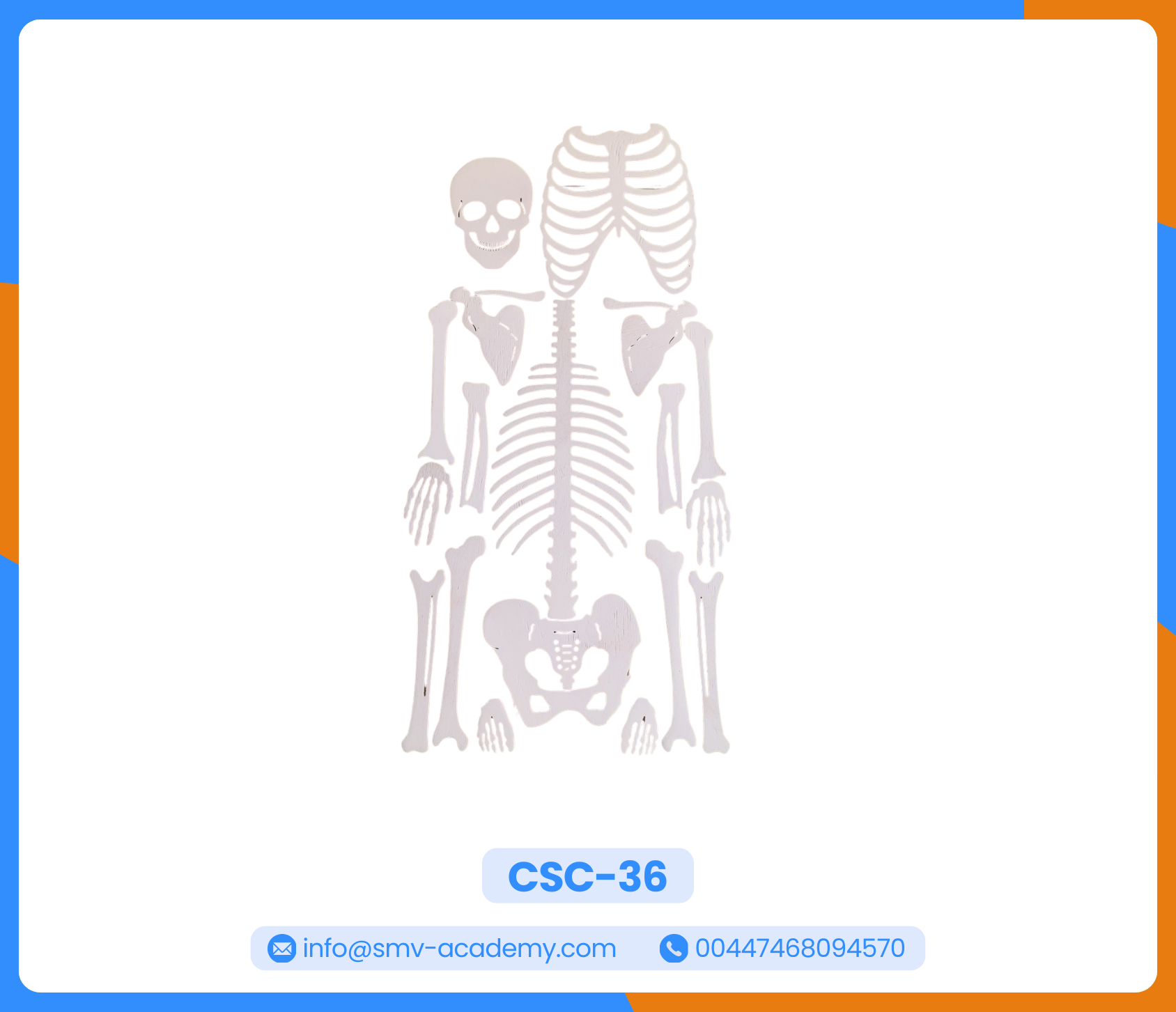 الهيكل العظمي